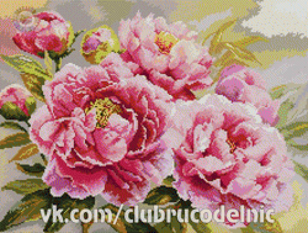 piwonie - предпросмотр