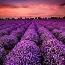 Схема вышивки «№1521834»