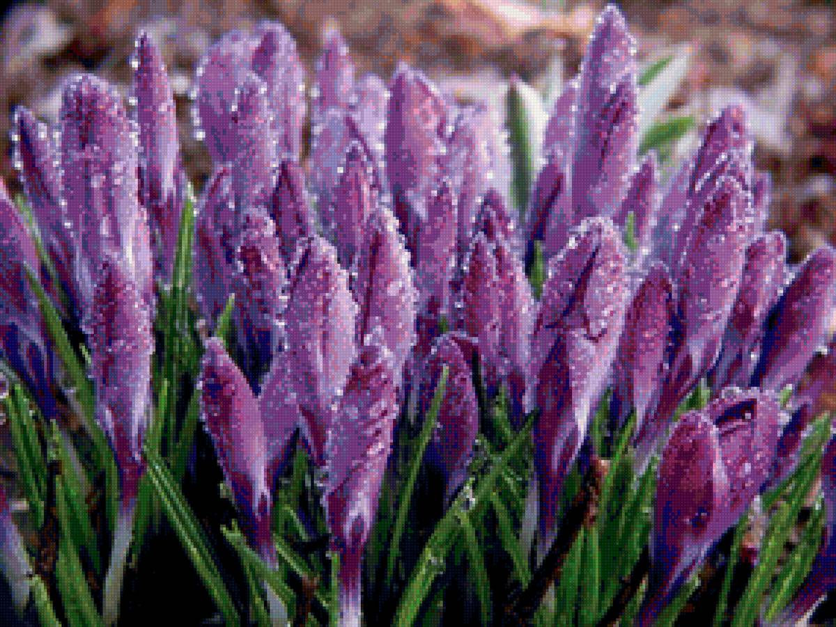 №1522208 - предпросмотр