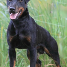 Схема вышивки «Ягдтерьер  Хан»