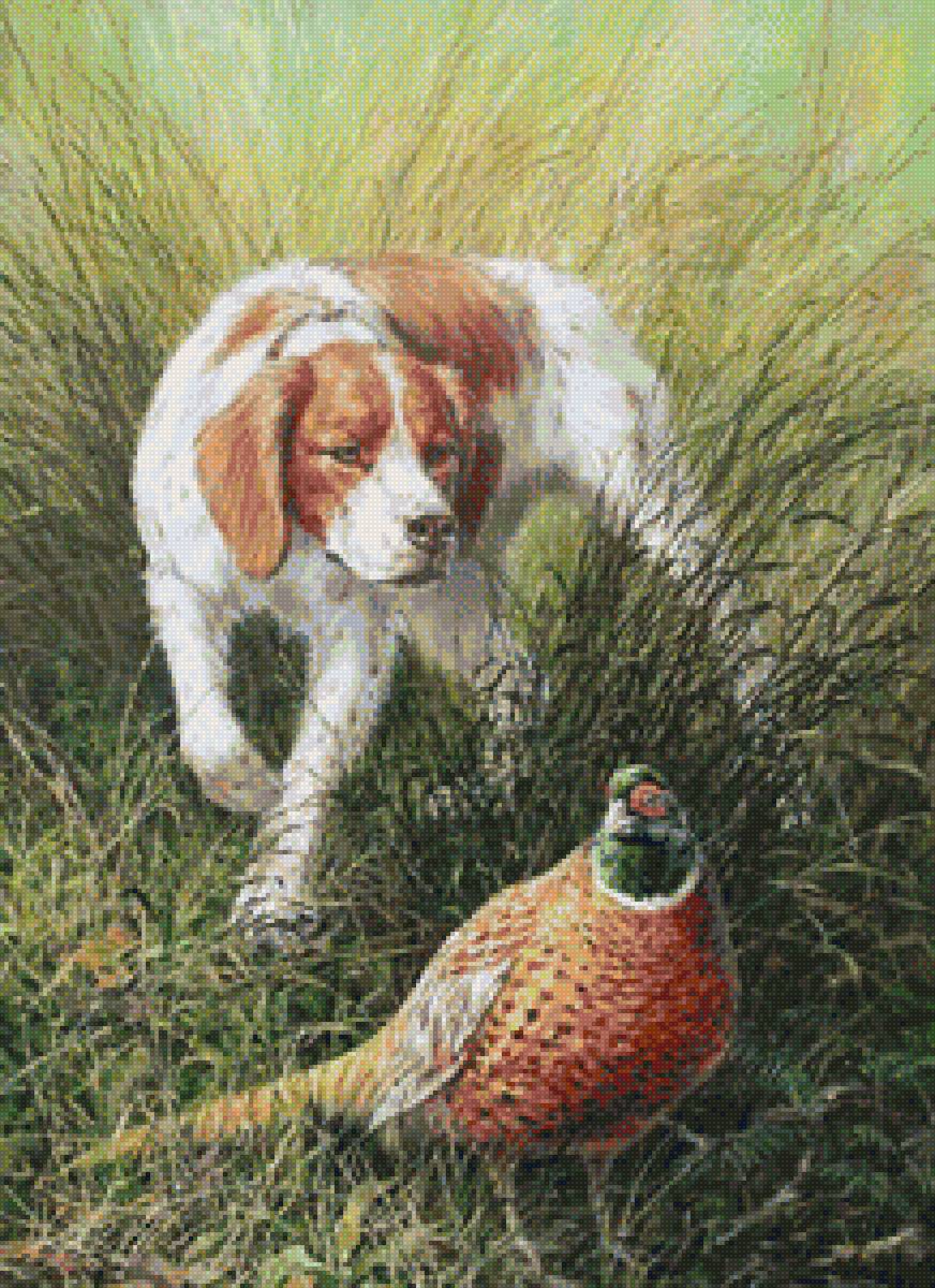 собаки и фазан - фазан, собака - предпросмотр