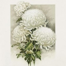 Схема вышивки «белые хризантемы»