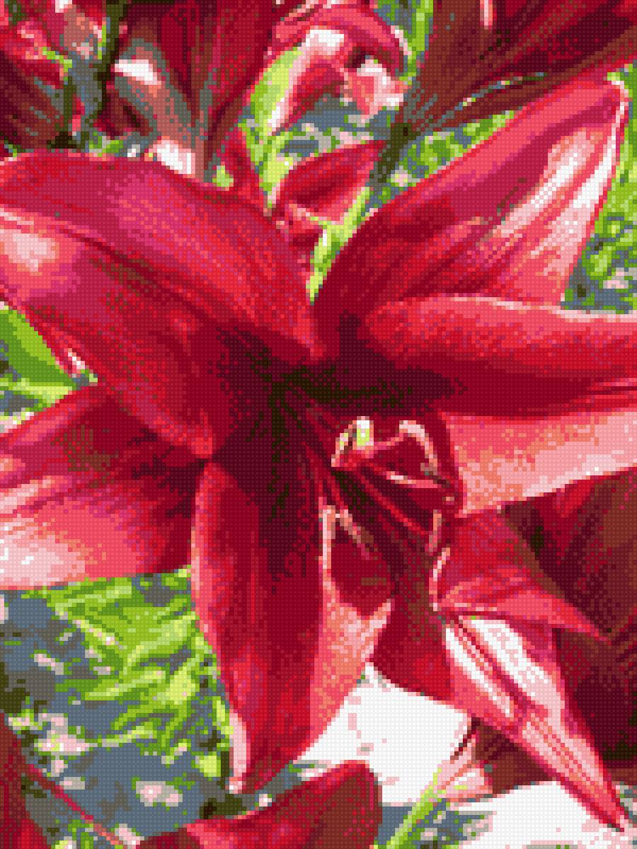 Лилия - цветы - предпросмотр