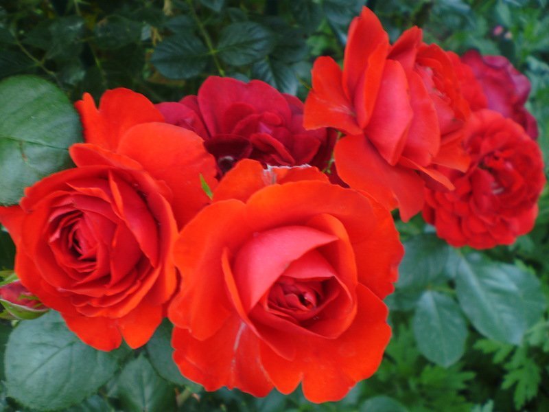Красные розы - цветы, розы - оригинал