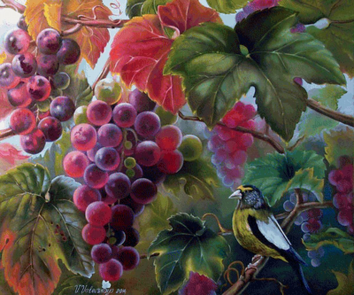 виноград - предпросмотр