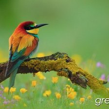 Схема вышивки «птичка на ветке»