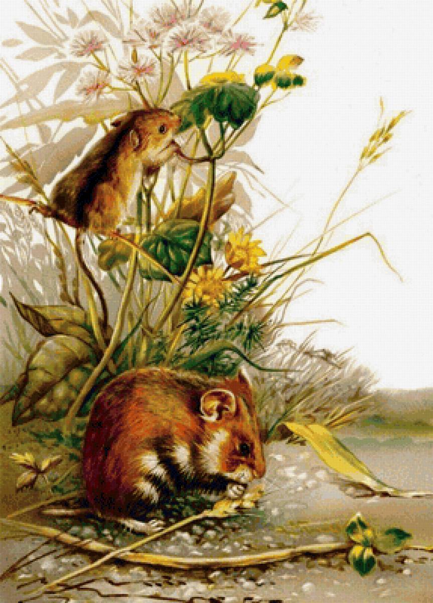 Мышки - предпросмотр