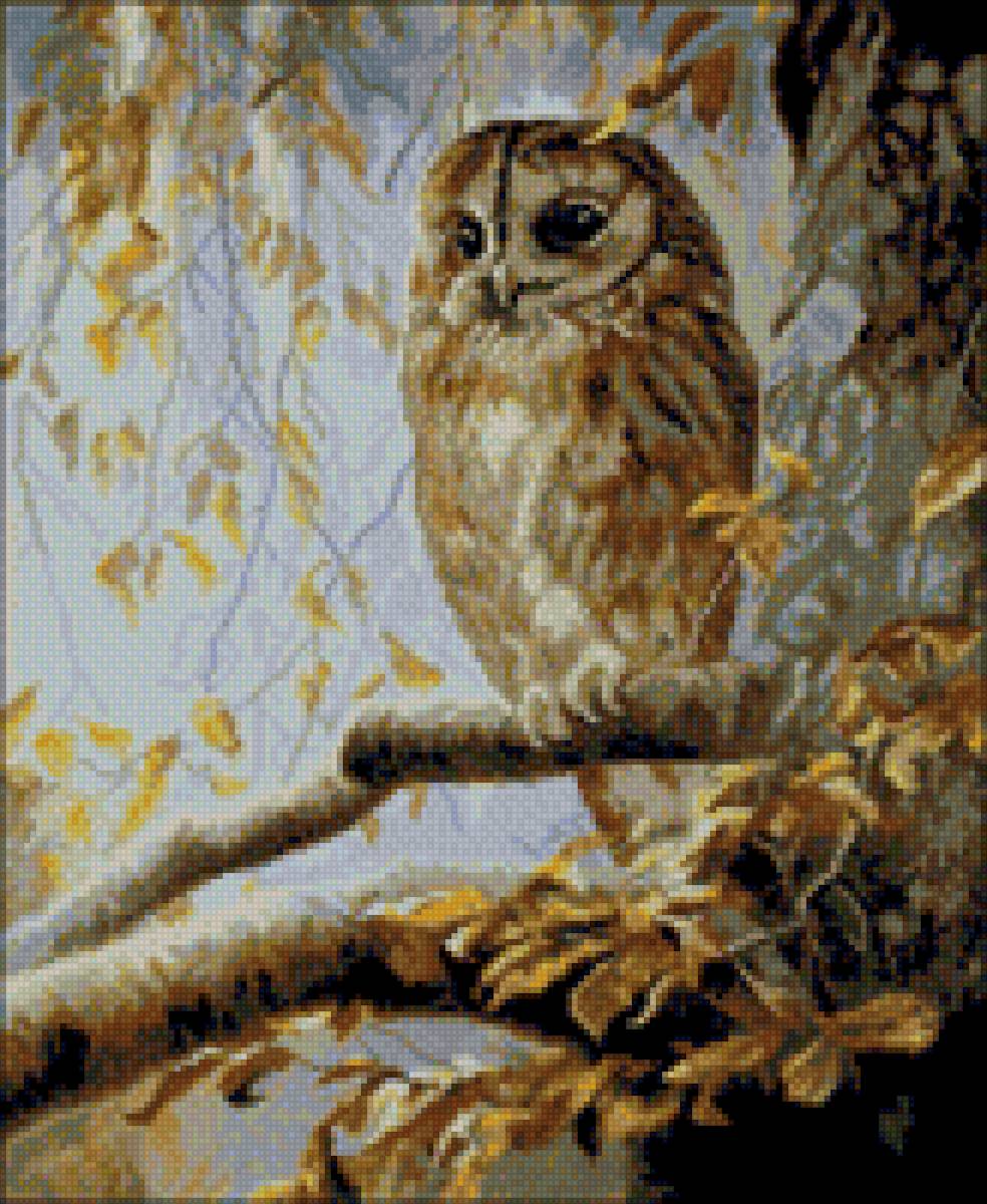 Мудрая птица - сова, птица, фауна - предпросмотр