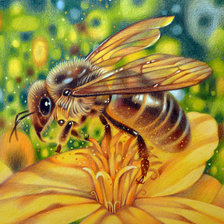 Оригинал схемы вышивки «Пчела» (№1527769)