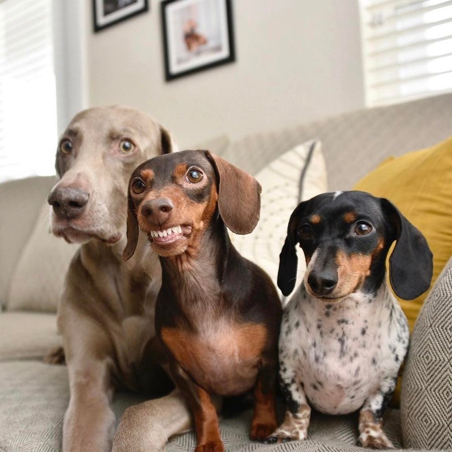 Собаки - оригинал