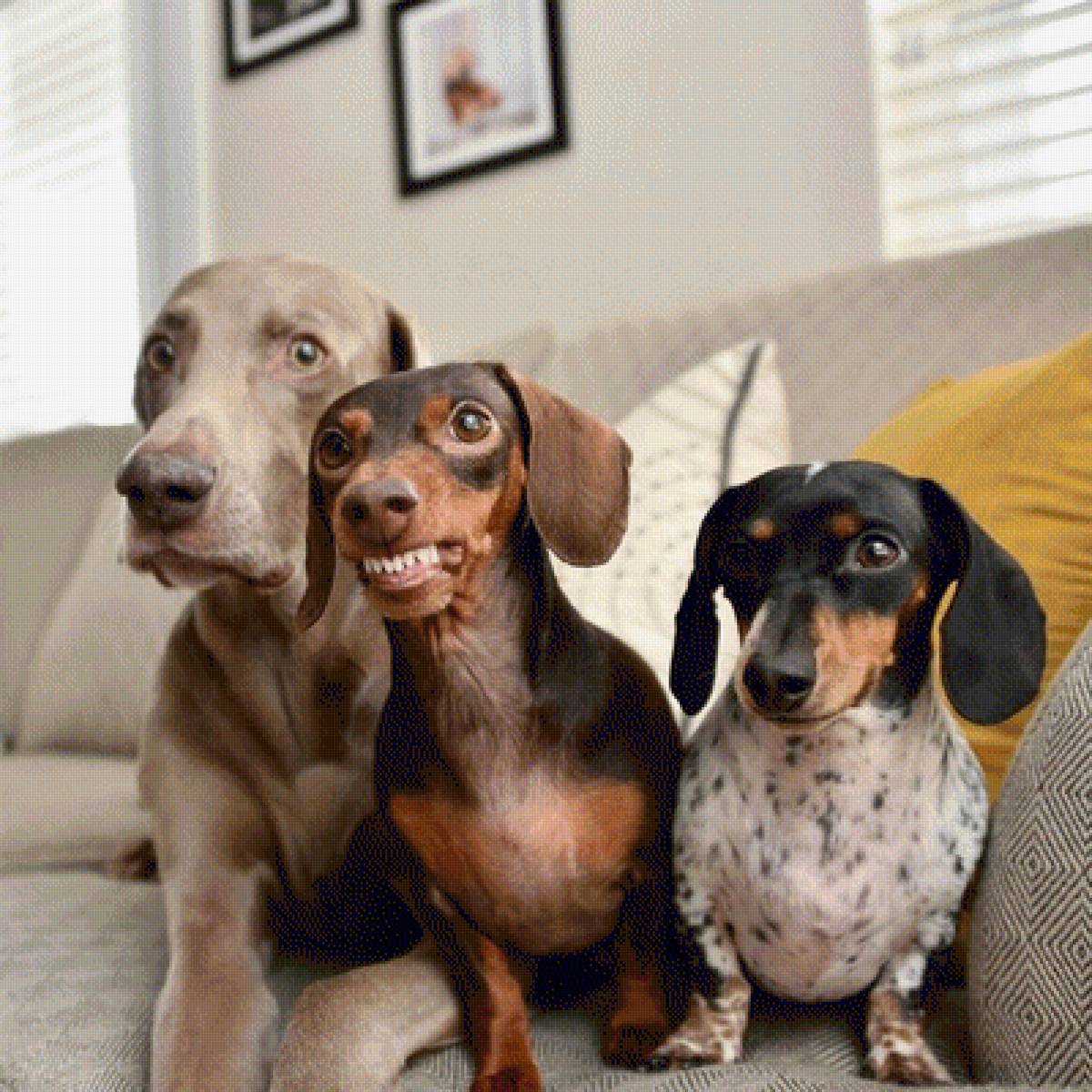 Собаки - предпросмотр