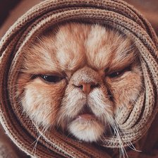 Схема вышивки «Кот»