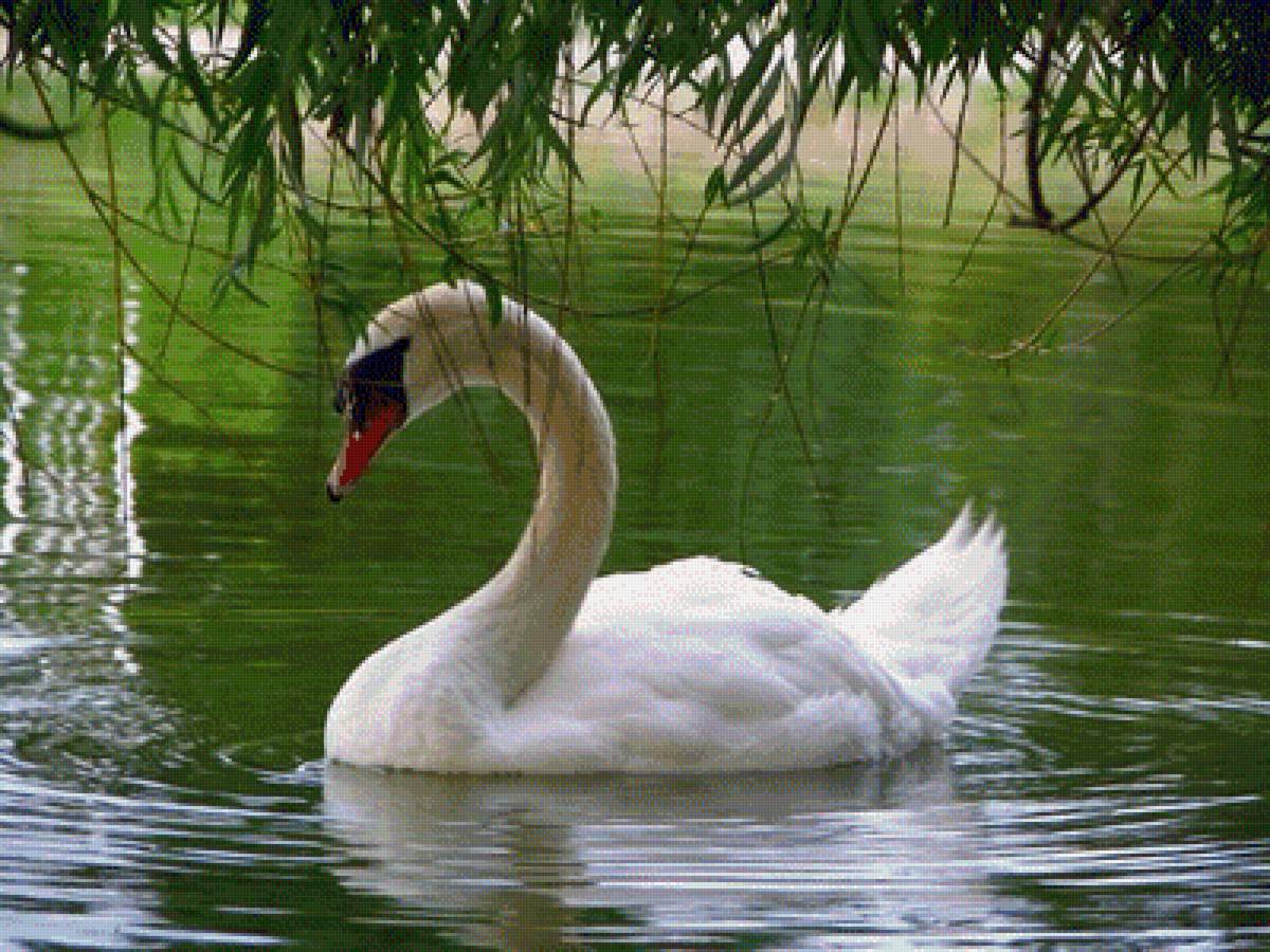 ЛЕБЕДЬ - природа, вода, лебеди - предпросмотр