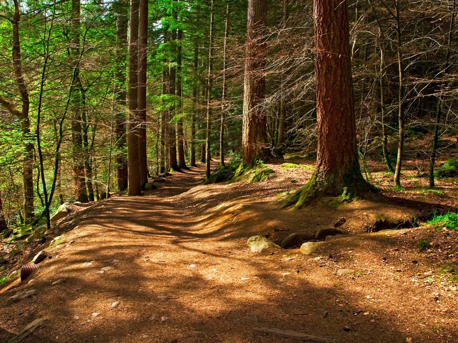 По лесной тропинке - оригинал