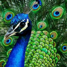 Схема вышивки «Павлин»