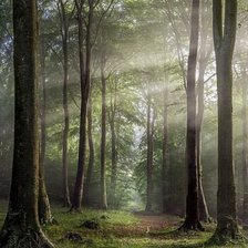 Схема вышивки «Утро в лесу»
