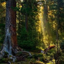 Схема вышивки «Утро в лесу 2»