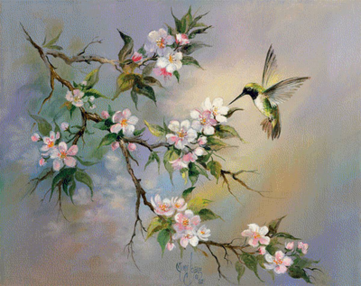 Колибри - птицы - предпросмотр