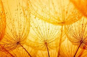 Одуванчики - фото, желтый, обои, одуванчики, цветы - оригинал