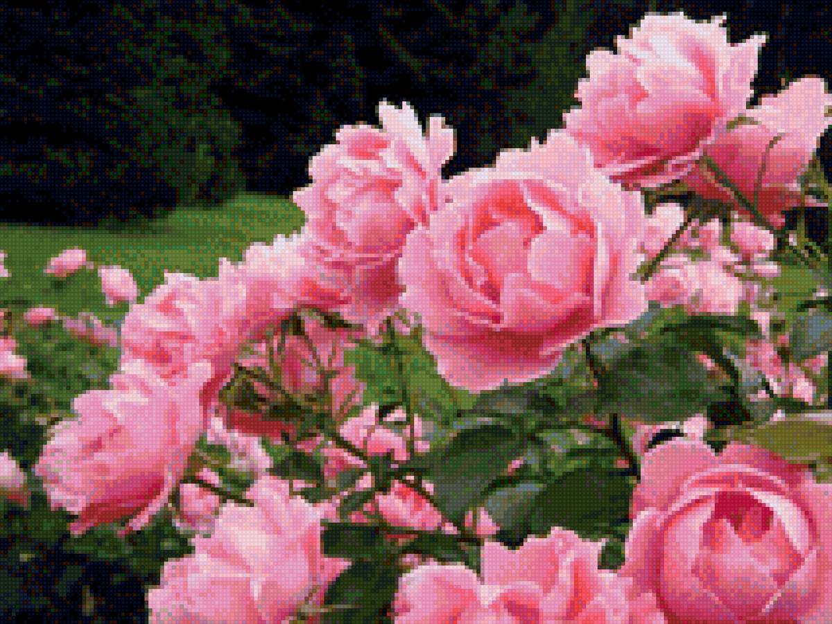 розовые пионы - цветы, пионы - предпросмотр