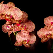 Оригинал схемы вышивки «Орхидея1» (№1532076)