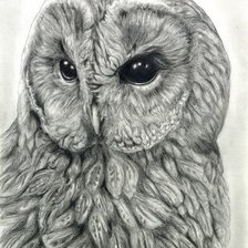 Схема вышивки «Сова»