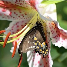 Схема вышивки «Лилия»