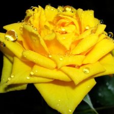 Схема вышивки «Роза»