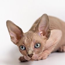 Схема вышивки «Кот»