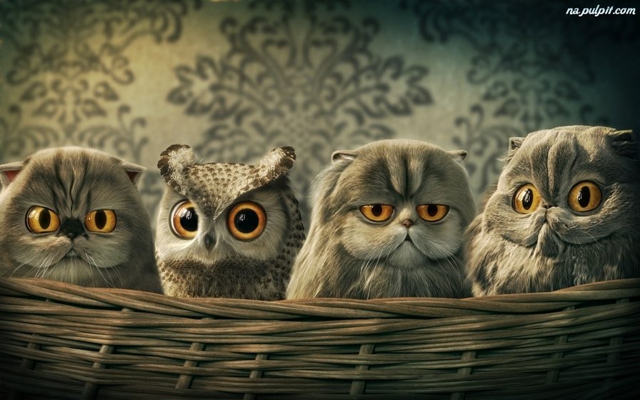 мы похожи - оригинал