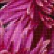 Предпросмотр схемы вышивки «хризантемы» (№1535963)