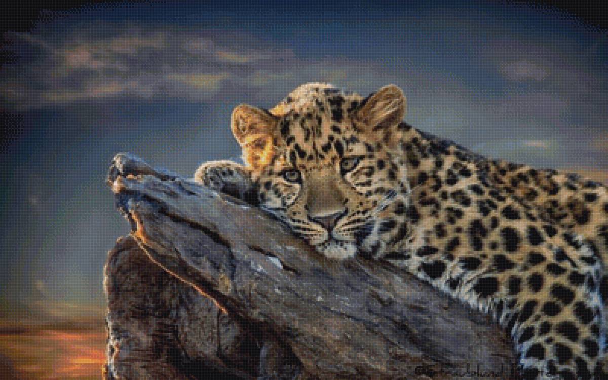 лео - предпросмотр