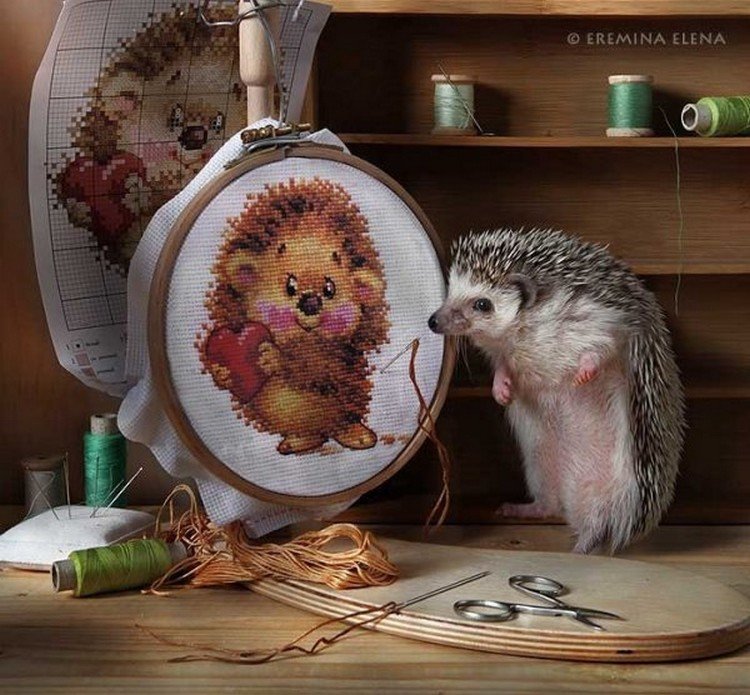 ежик - животные - оригинал