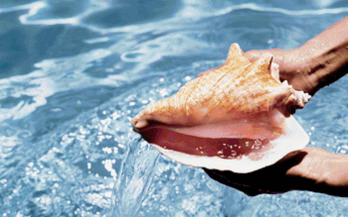 Морская раковина2 - ракушка, море, морская раковина - предпросмотр