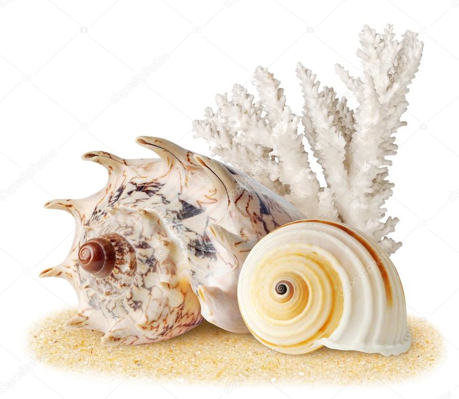 Морская раковина3 - ракушка, море, морская раковина - оригинал