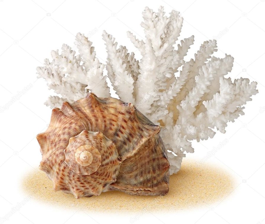 Морская раковина4 - морская раковина, море, ракушка - оригинал