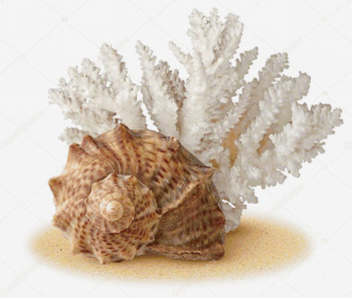 Водоросли ракушки. Кораллы и ракушки. Ракушки водоросли. Морские моллюски кораллы. Ракушка на белом фоне.