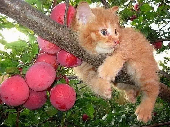 Золотой лучик - котенок - оригинал