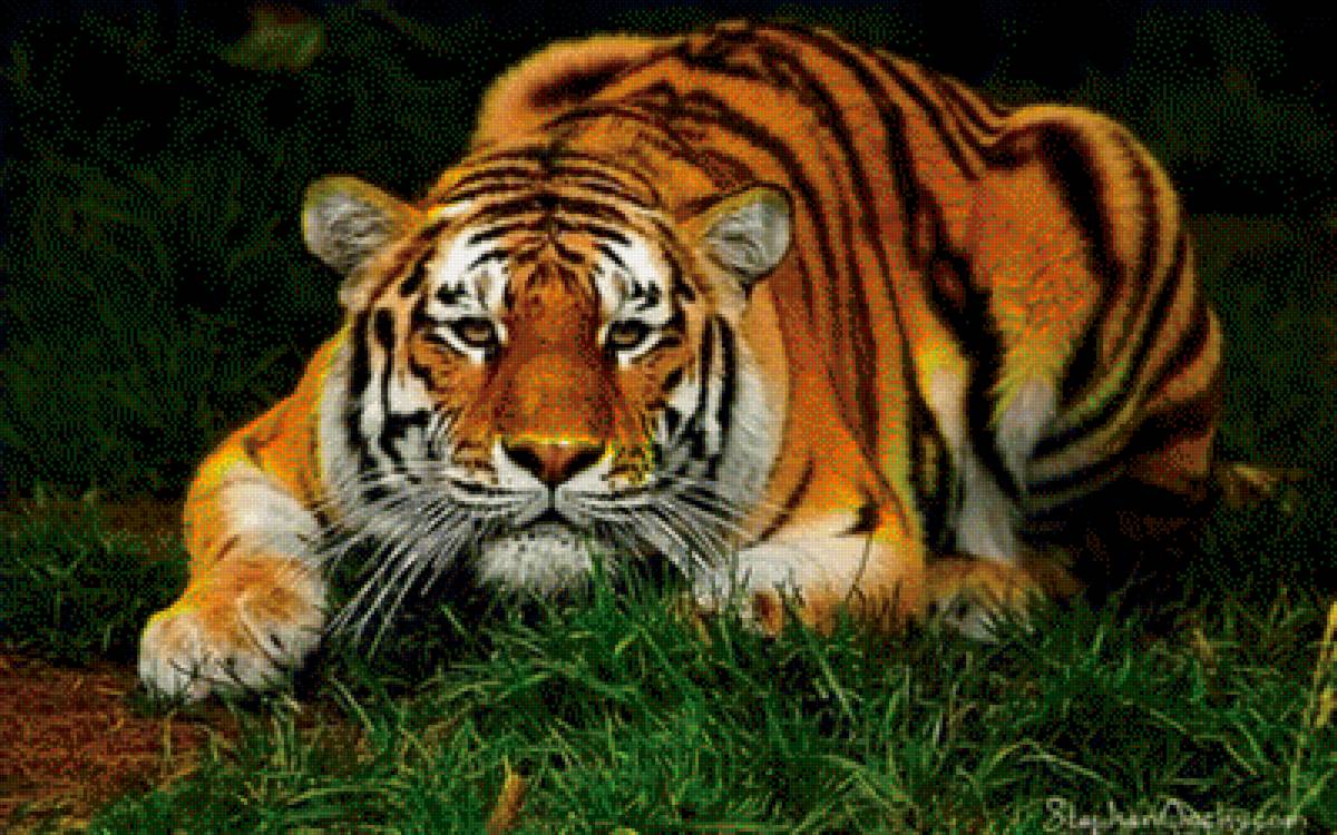 животные - природа - предпросмотр