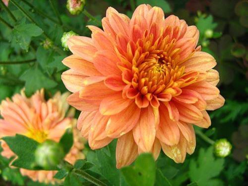 подушка георгин - георгин, цветы, подушка - оригинал