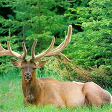 Схема вышивки «животные»