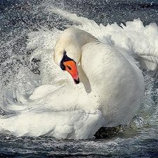 Лебедь белая