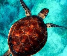 Схема вышивки «море-черепаха»