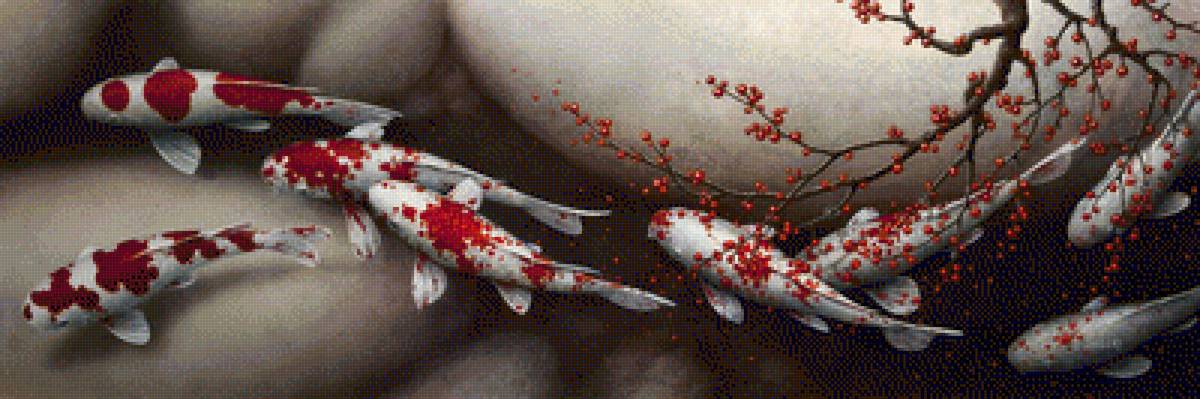 кои - кои - предпросмотр