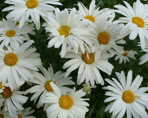 Подушка ромашки - подушка, ромашки, цветы - оригинал