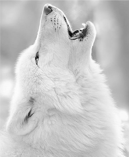 Волк - белый, волк, лес, животные - оригинал