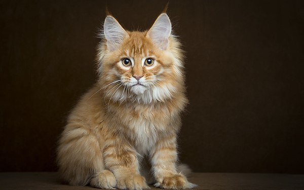 Мой МейнКун - рыжий кот - оригинал