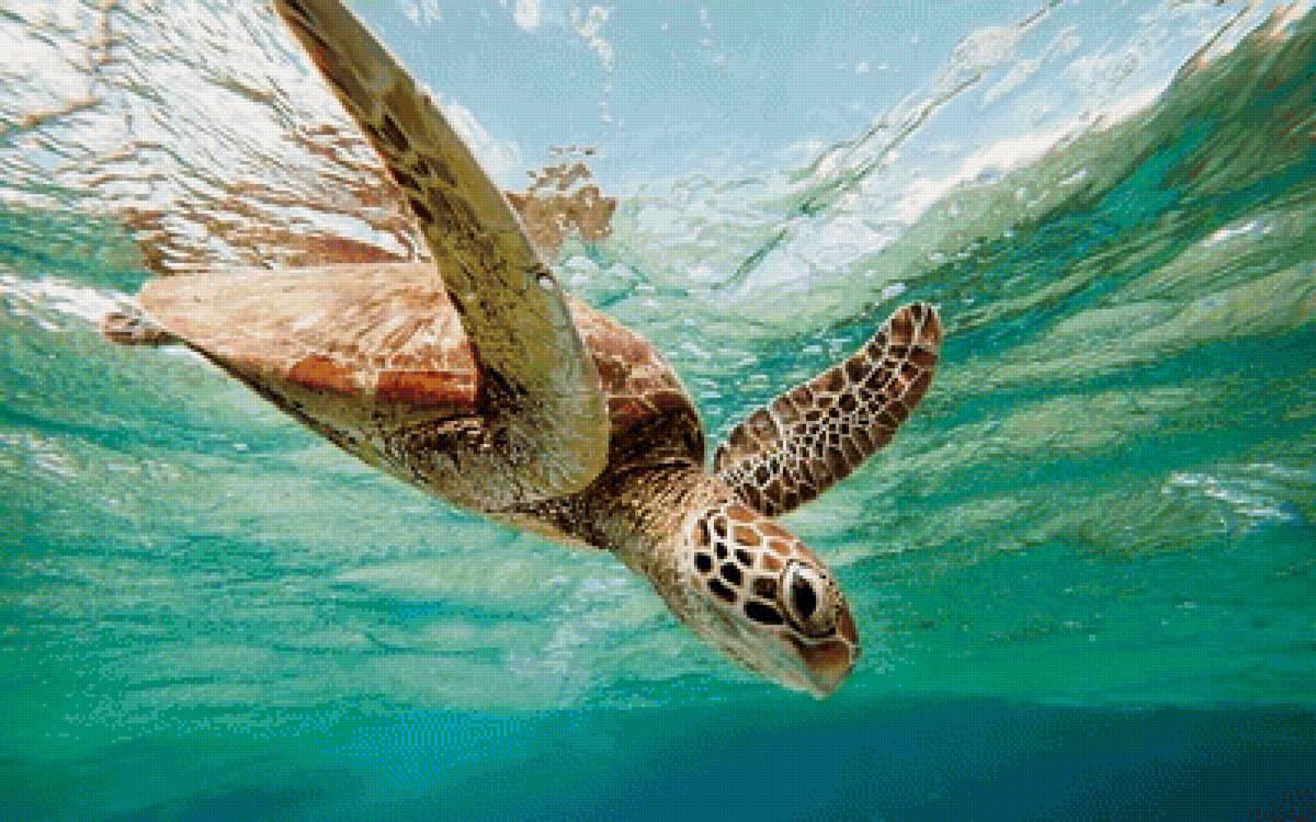 Морская черепаха - черепаха - предпросмотр