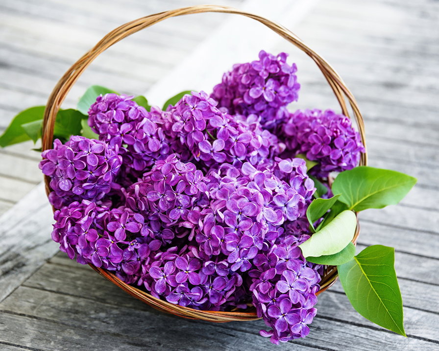 Корзинка сирени - сирень, цветы - оригинал