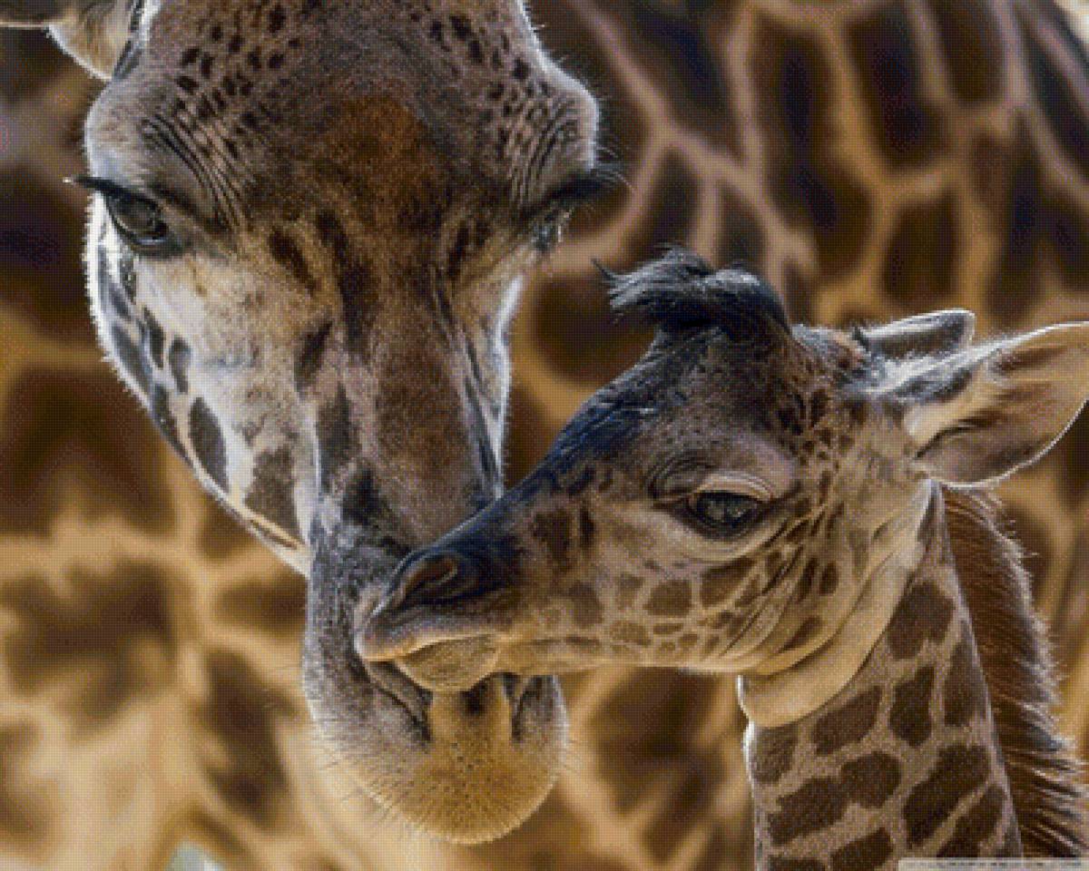 Жираф и детка - жираф, животные - предпросмотр